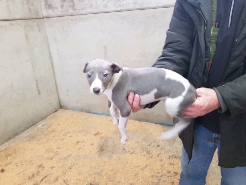 whippet puppies gumtree